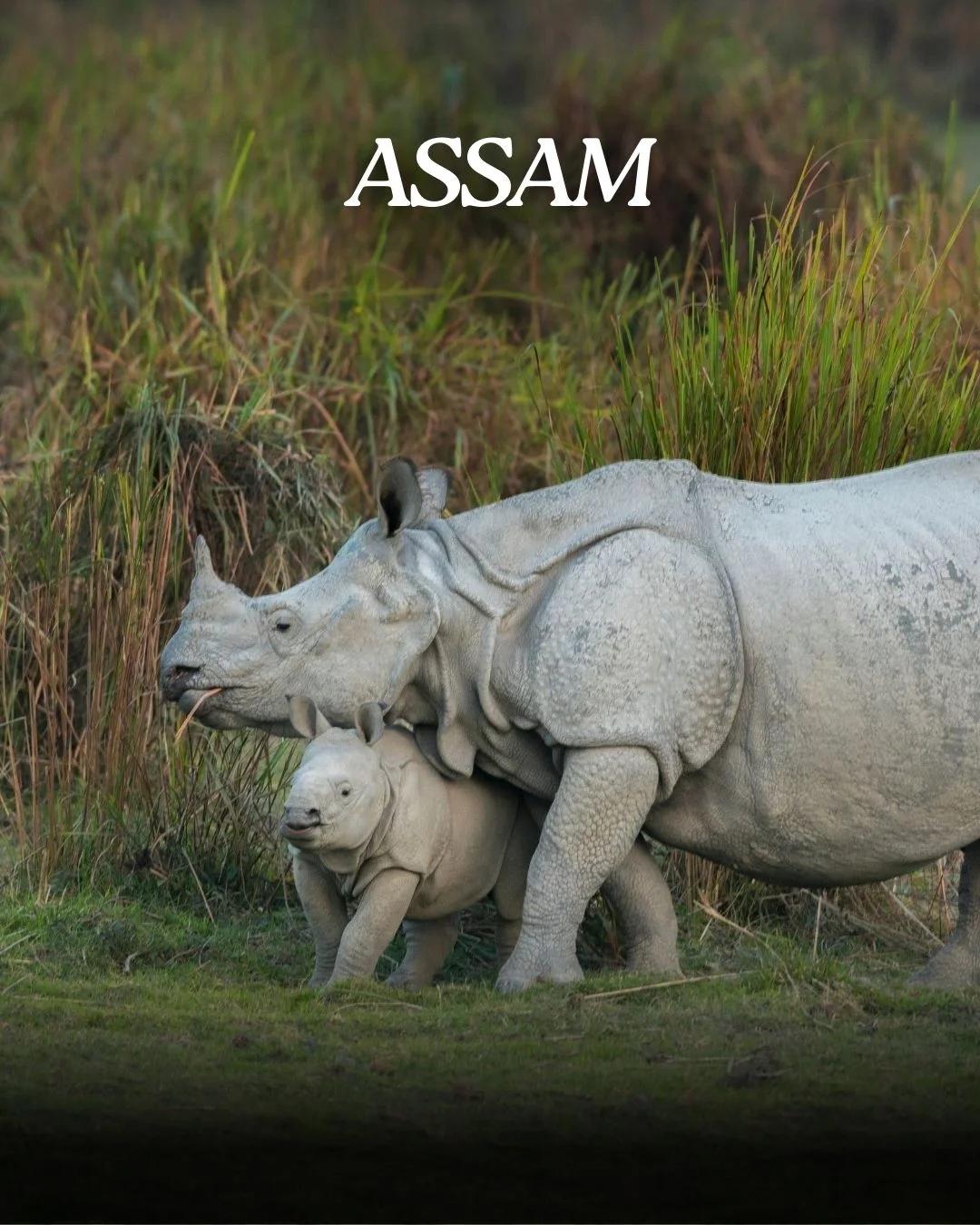 Assam tours packages starting from 7999